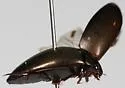 Ilybius pleuriticus - photo 4