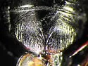 Ilybius quadrimaculatus - photo 2