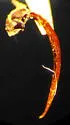 Ilybius quadrimaculatus - photo 3