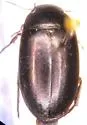 Ilybius vancouverensis
