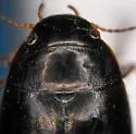 Ilybius vancouverensis - photo 2