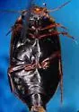 Ilybius vancouverensis - photo 3