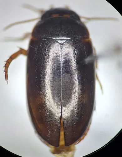 Ilybius verisimilis - Ilybius verisimilis