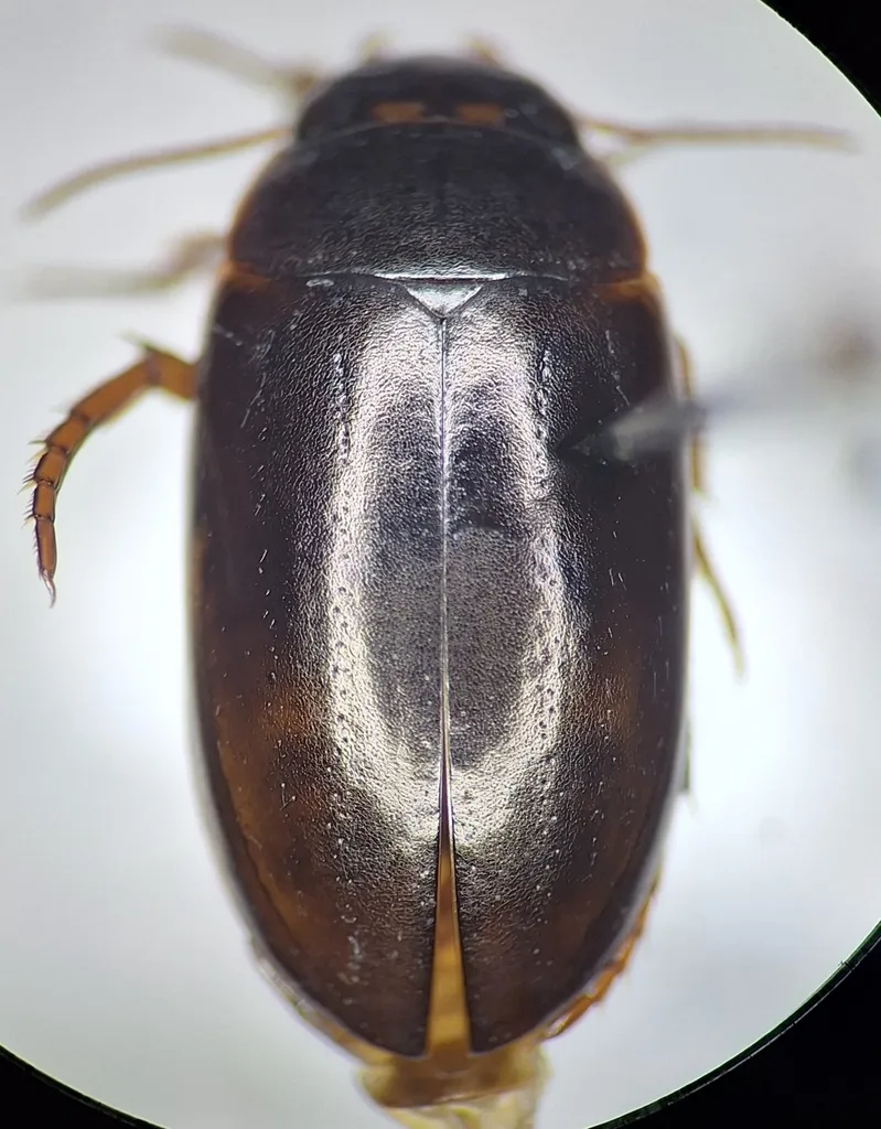 Ilybius verisimilis - photo 2