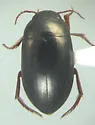 Ilybius wasastjernae - photo 2