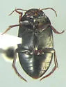 Ilybius wasastjernae - photo 4