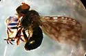 Ilythea caniceps - Ilythea caniceps