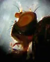 Ilythea caniceps - photo 2