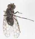 Ilythea spilota