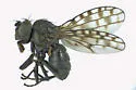 Ilythea spilota - photo 2