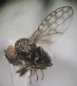 Ilythea spilota - photo 4