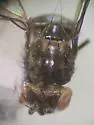 Ilythea spilota - photo 5