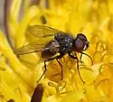 Imitomyia sugens - Imitomyia sugens