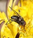 Imitomyia sugens - photo 2