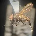 Imitomyia sugens - photo 3