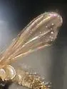 Imitomyia sugens - photo 4