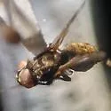 Imitomyia sugens - photo 5