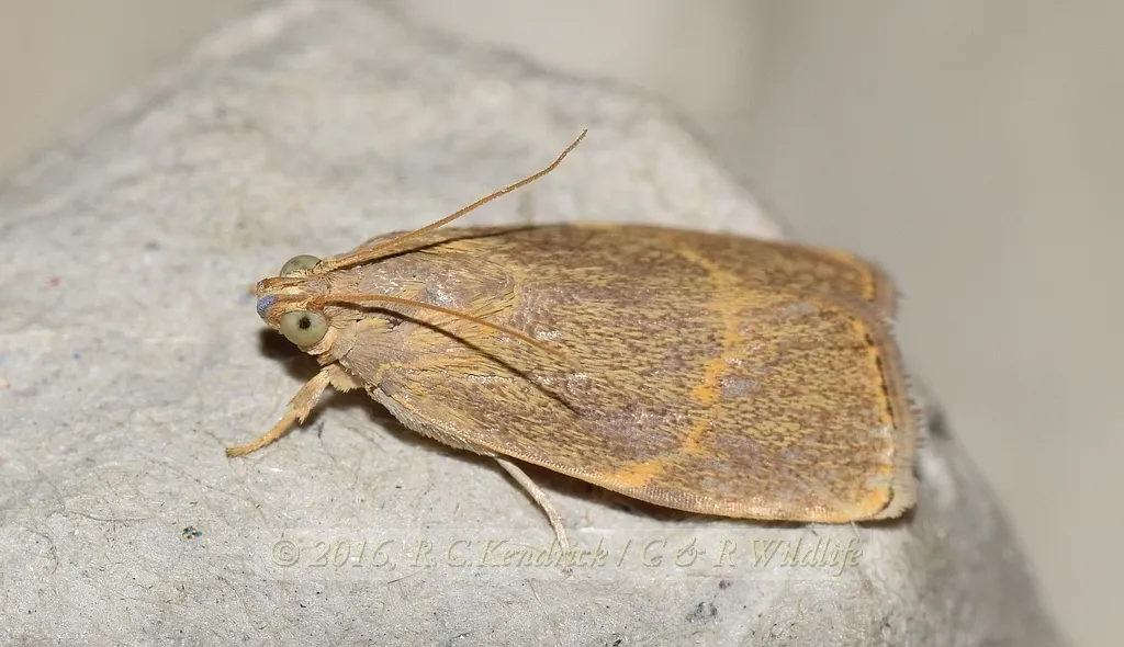 Immidae - photo 2