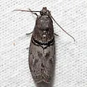 Immyrla nigrovittella - Hodges#5766 - Immyrla nigrovittella