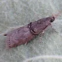 Immyrla nigrovittella - Hodges#5766 - photo 2