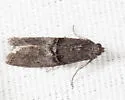 Immyrla nigrovittella - Hodges#5766 - photo 4