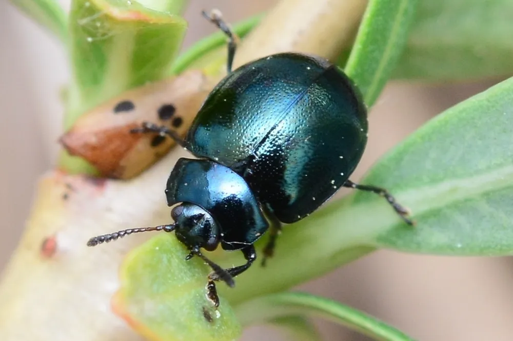 Plagiodera versicolora - photo 2