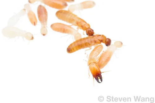 lowland tree termite