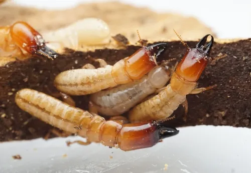 Western Drywood Termite - photo 2