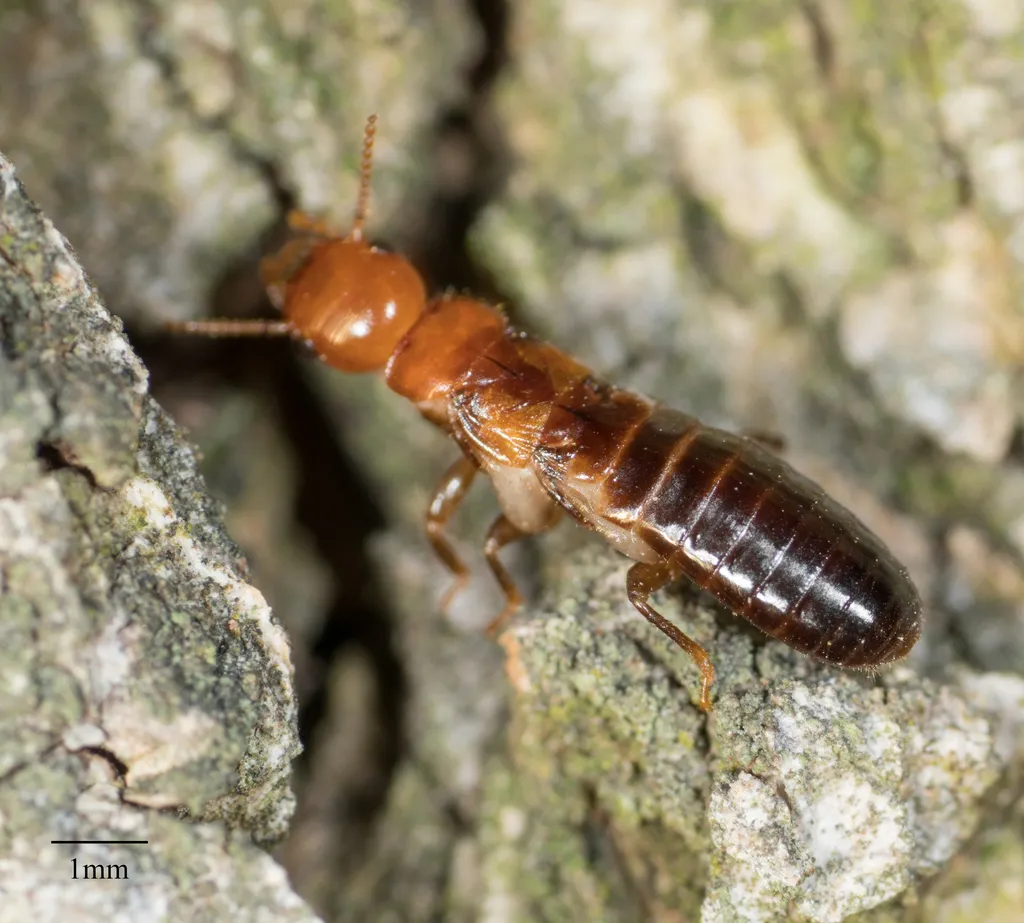 Western Drywood Termite - photo 3