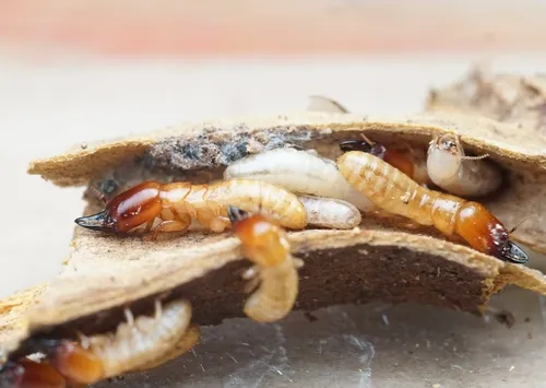 Western Drywood Termite - photo 5