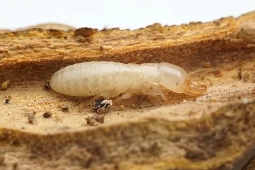 Western Drywood Termite - photo 6