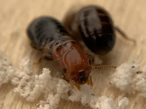 Western Drywood Termite - photo 7