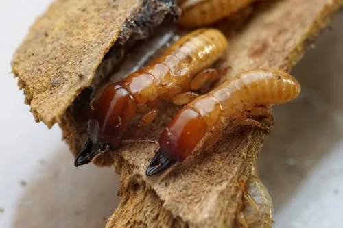 Western Drywood Termite - photo 8