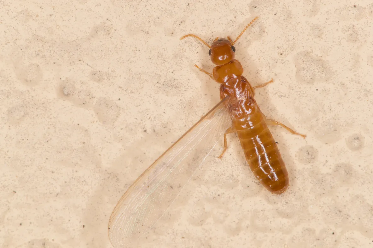 Light Southeastern Drywood Termite