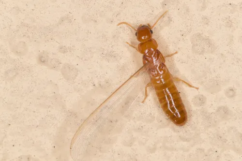 Light Southeastern Drywood Termite - photo 3