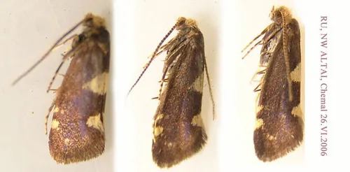 Incurvaria circulella