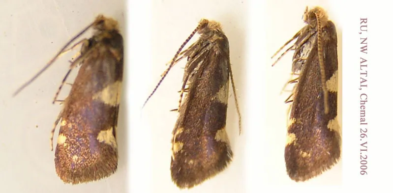 Incurvaria circulella - photo 3