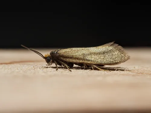Incurvaria koerneriella
