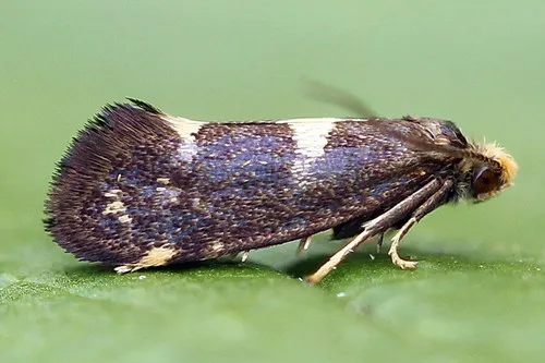 Incurvaria oehlmanniella