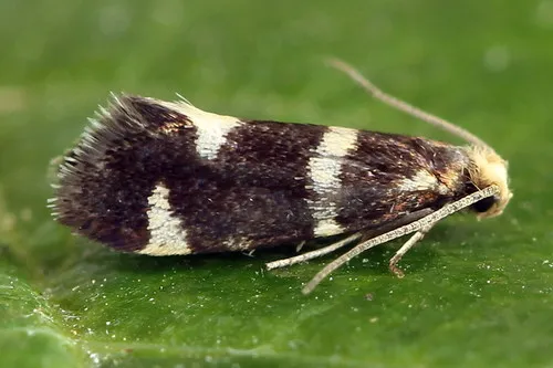 Incurvaria praelatella