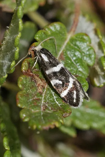 Incurvaria stangei
