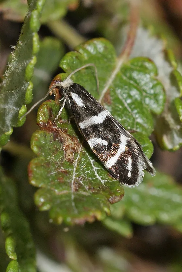 Incurvaria stangei - photo 3