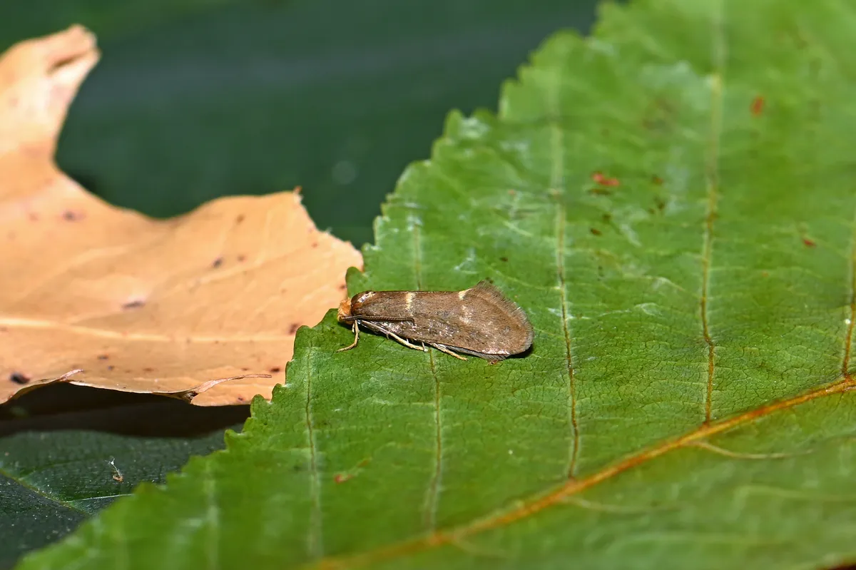 Incurvaria triglavensis - photo 2