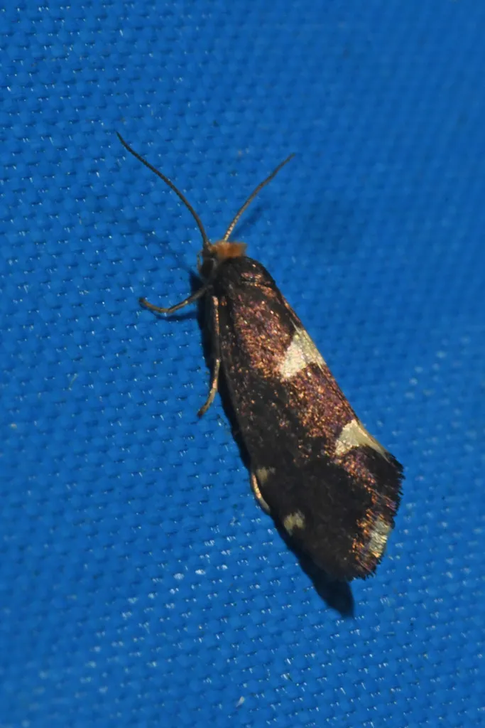 Incurvaria vetulella - photo 2