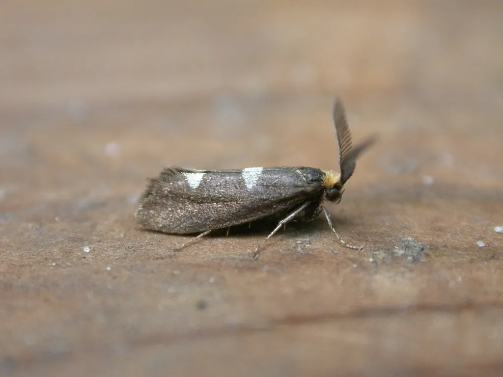 Leafcutter Moths - photo 2