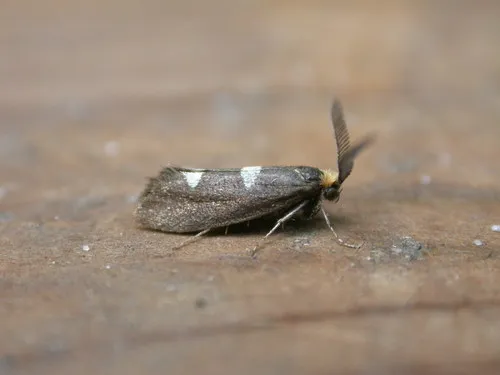 Leafcutter Moths - photo 3