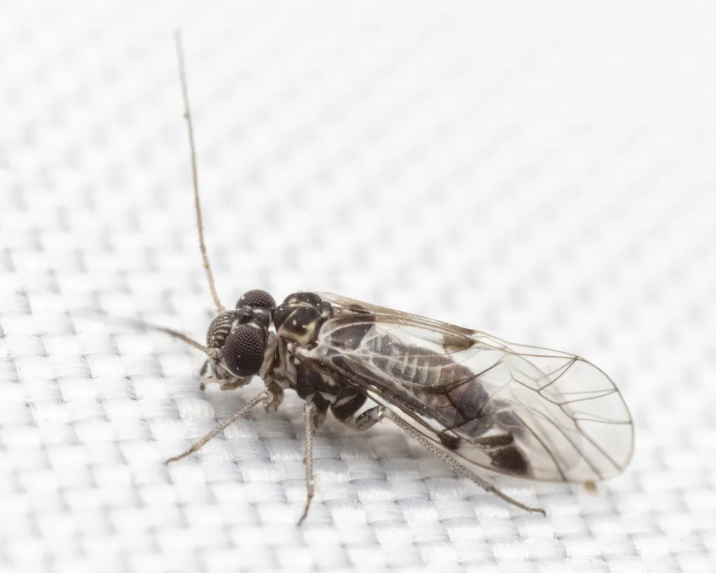 Indiopsocus bisignatus