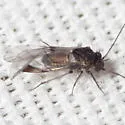 Indiopsocus campestris