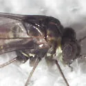 Indiopsocus campestris - photo 2