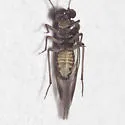 Indiopsocus campestris - photo 3